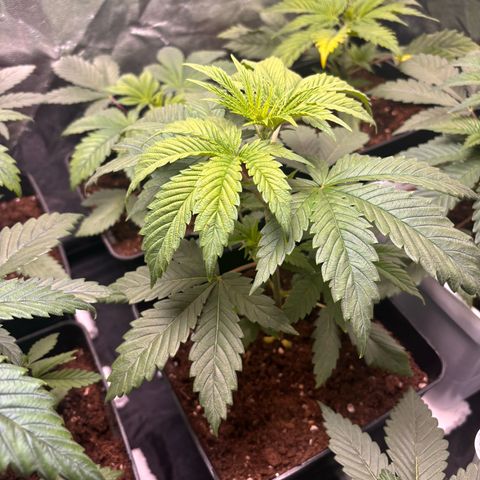 Special Queen #1 growlog timeline photo