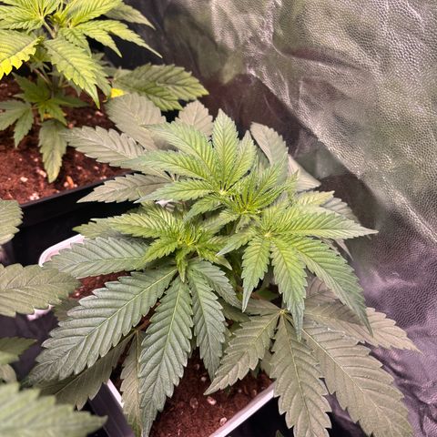 Royal Domina growlog timeline photo