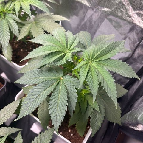 Oreoz growlog timeline photo