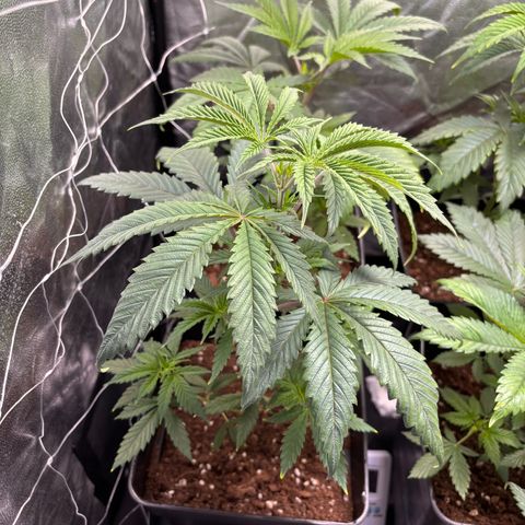 Special Queen #1 growlog timeline photo