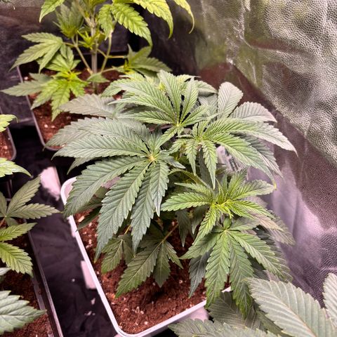 Royal Domina growlog timeline photo
