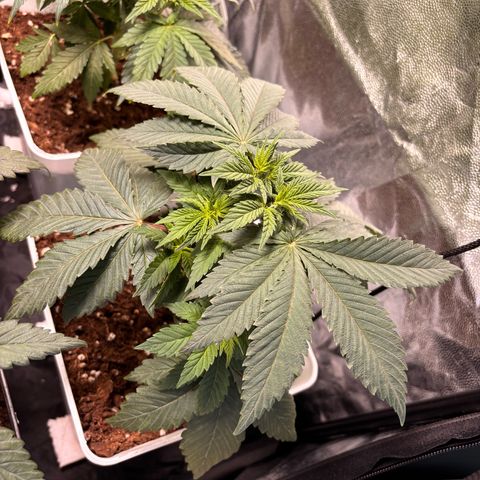 Oreoz growlog timeline photo