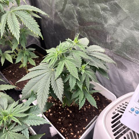 Oreoz growlog timeline photo