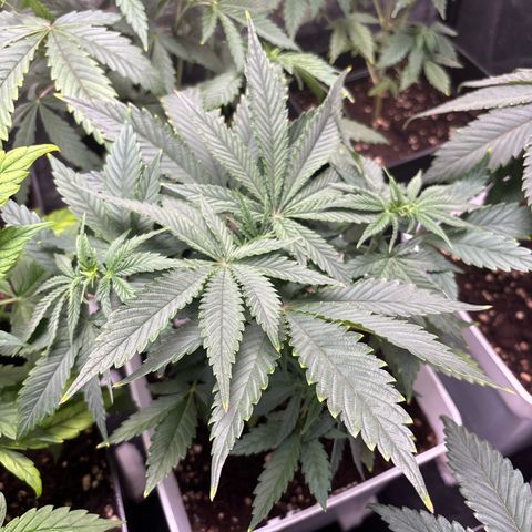 Royal Domina growlog timeline photo