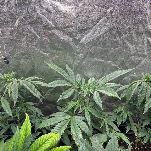 Special Queen #1 growlog timeline photo