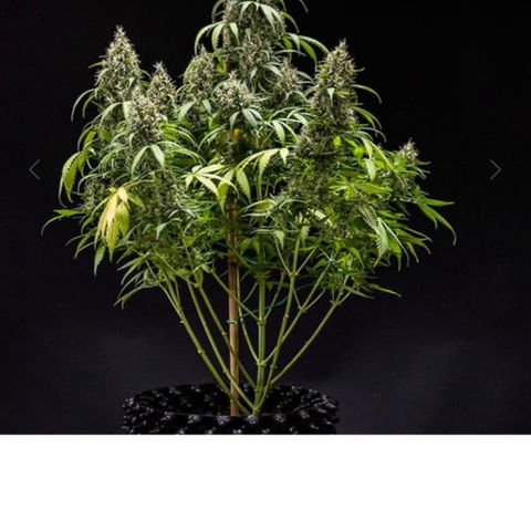 Cookie Gelato RQS auto growlog timeline photo