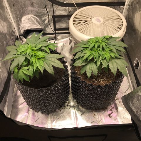 Unknown strain growlog timeline photo