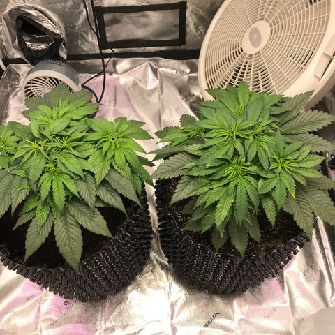 Unknown strain growlog timeline photo