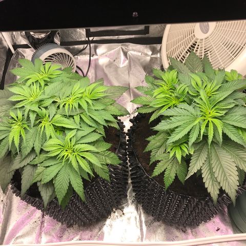 Unknown strain growlog timeline photo