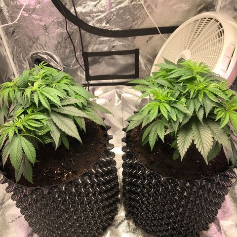 Unknown strain growlog photo: Water 1/2 gallon distilled water each plant
