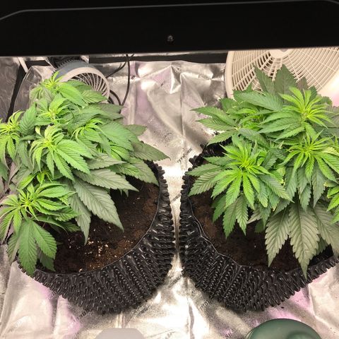Unknown strain growlog photo: Water 1/2 gallon distilled water each plant