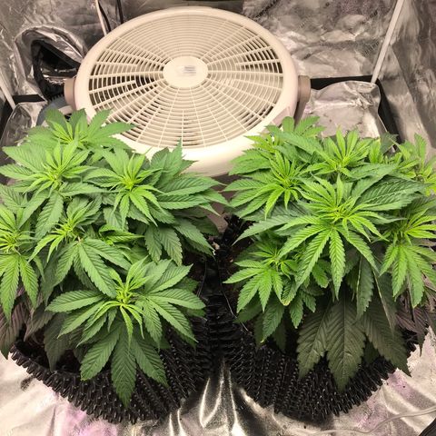 Unknown strain growlog timeline photo