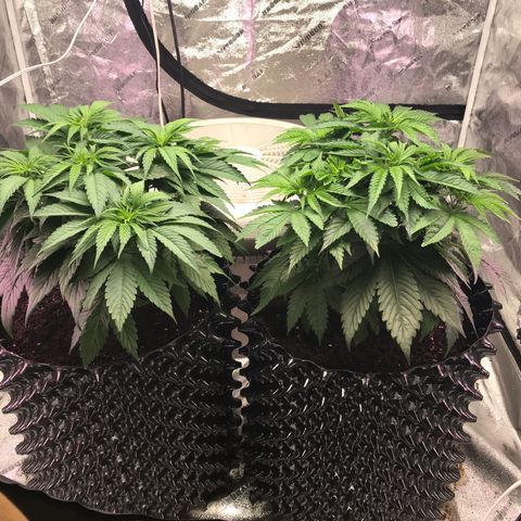 Unknown strain growlog timeline photo