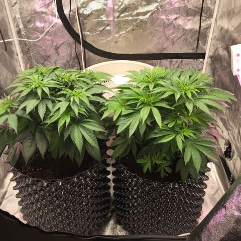 Unknown strain growlog timeline photo