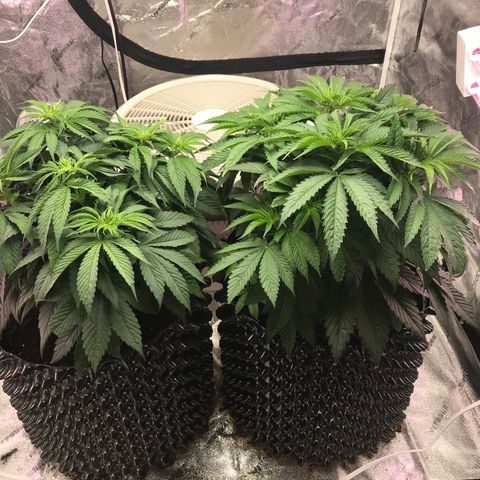 Unknown strain growlog timeline photo