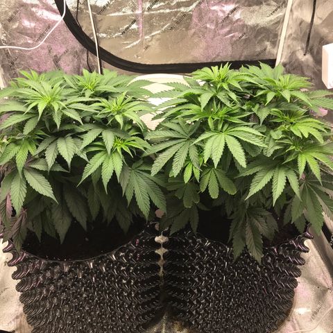 Unknown strain growlog timeline photo