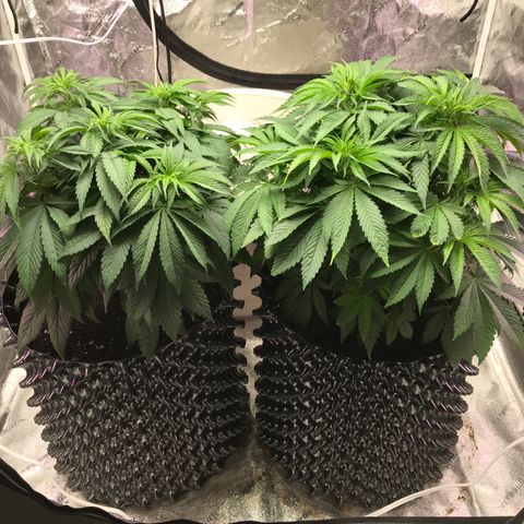 Unknown strain growlog timeline photo