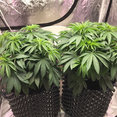 Unknown strain growlog timeline photo