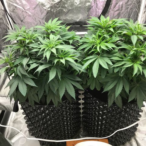 Unknown strain growlog timeline photo