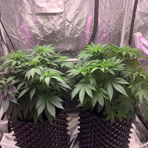 Unknown strain growlog timeline photo