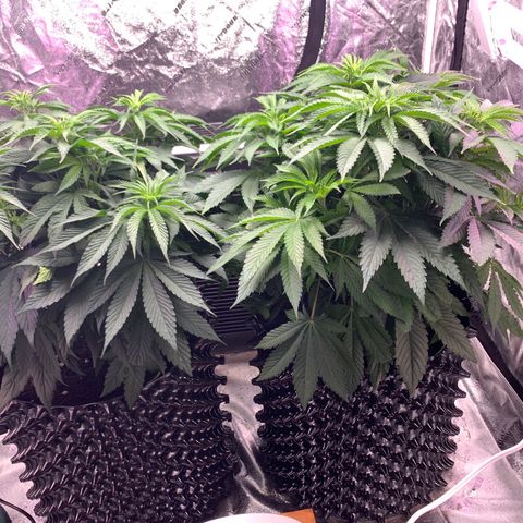 Unknown strain growlog timeline photo