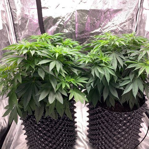 Unknown strain growlog timeline photo
