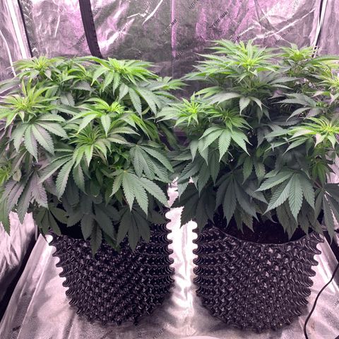 Unknown strain growlog photo: 12/12 schedule Day 1 