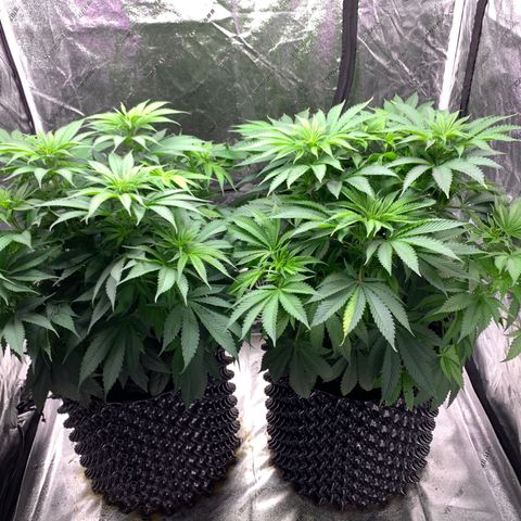 Unknown strain growlog photo: Fed 1/2 dose of Roots Organic Buddha Grow and Buddha Bloom. 