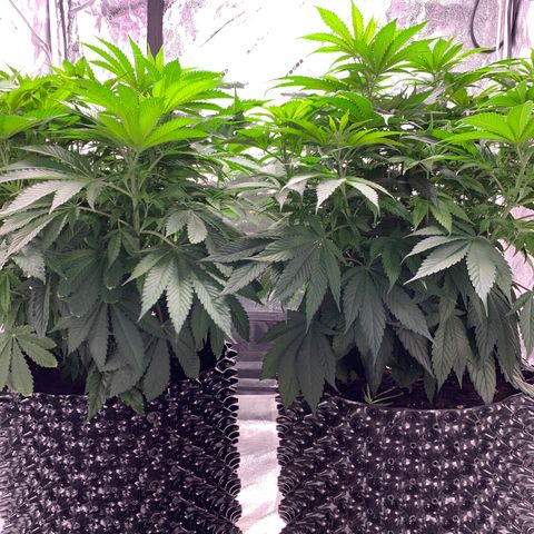 Unknown strain growlog timeline photo