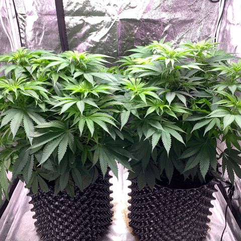 Unknown strain growlog timeline photo