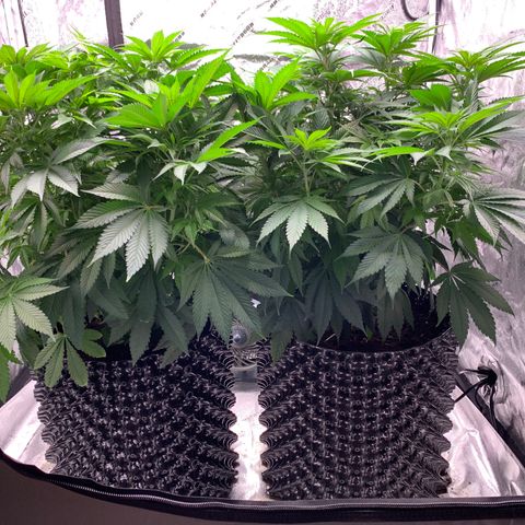 Unknown strain growlog timeline photo