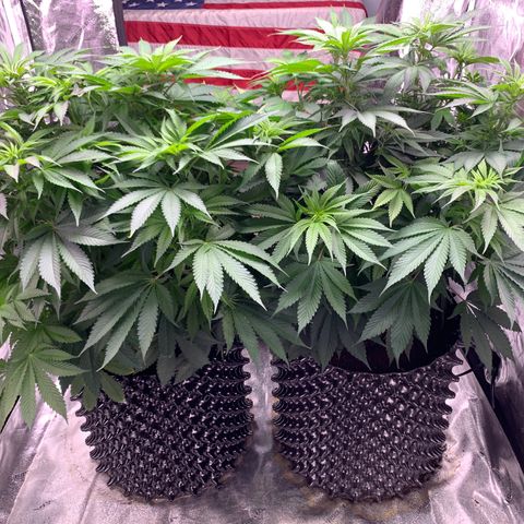 Unknown strain growlog timeline photo