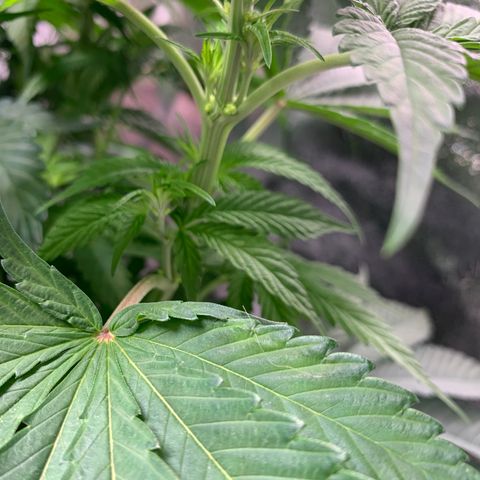 Unknown strain growlog timeline photo