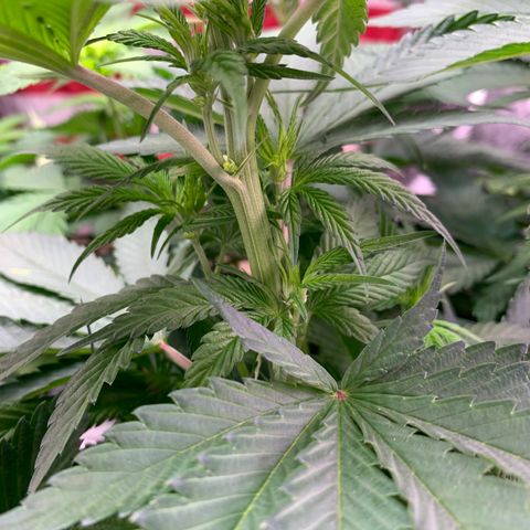 Unknown strain growlog timeline photo