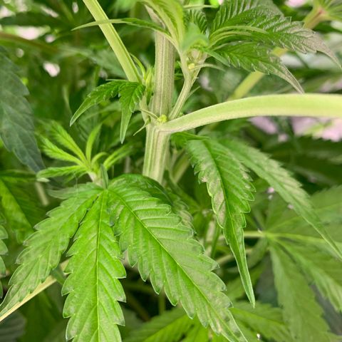 Unknown strain growlog timeline photo
