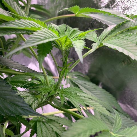 Unknown strain growlog timeline photo