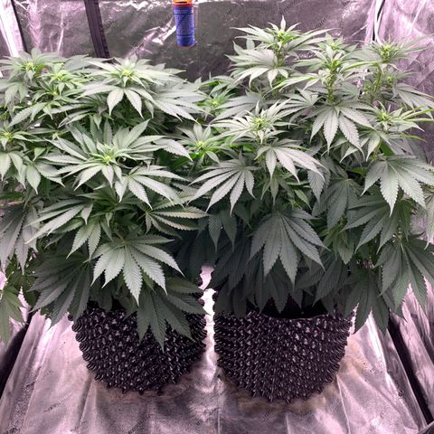 Unknown strain growlog photo: Two males 