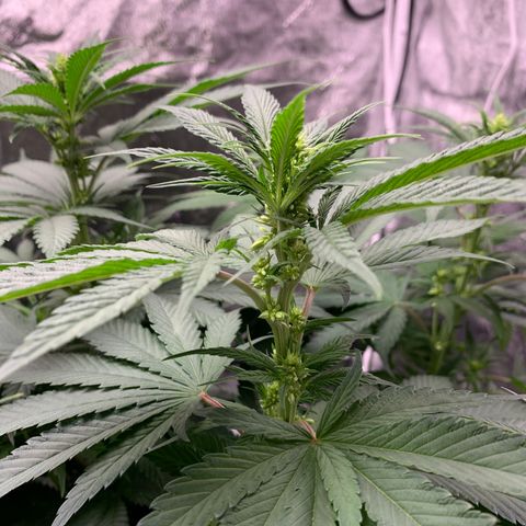 Unknown strain growlog photo: Two males 