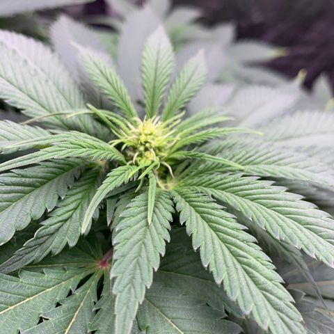 Unknown strain growlog photo: Two males 