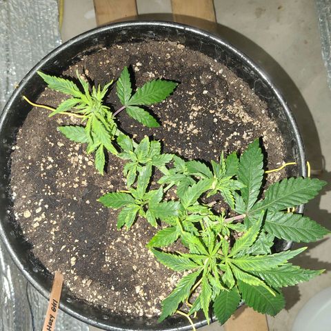 Hazy girl growlog timeline photo