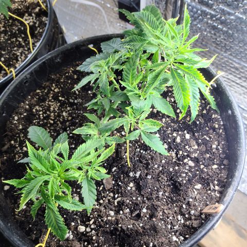 Hazy girl growlog timeline photo