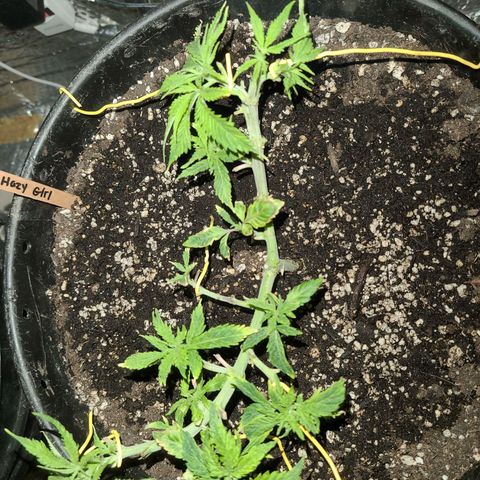 Hazy girl growlog timeline photo