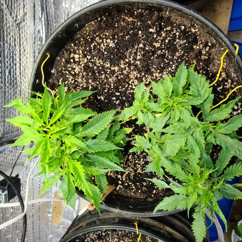 Hazy girl growlog timeline photo