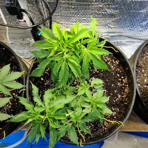 Hazy girl growlog timeline photo