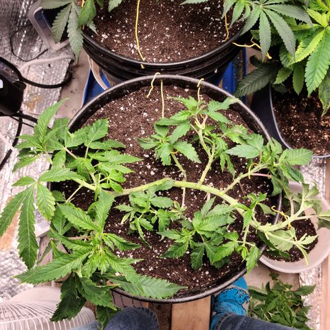 Hazy girl growlog timeline photo