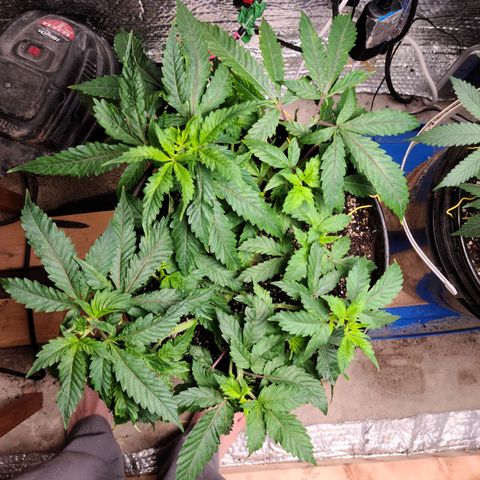 Hazy girl growlog timeline photo