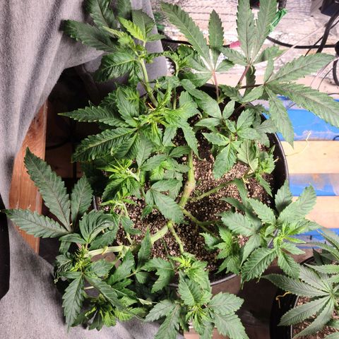 Hazy girl growlog timeline photo