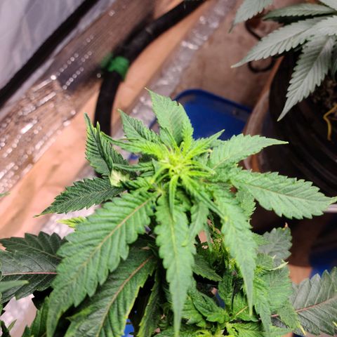 Hazy girl growlog timeline photo