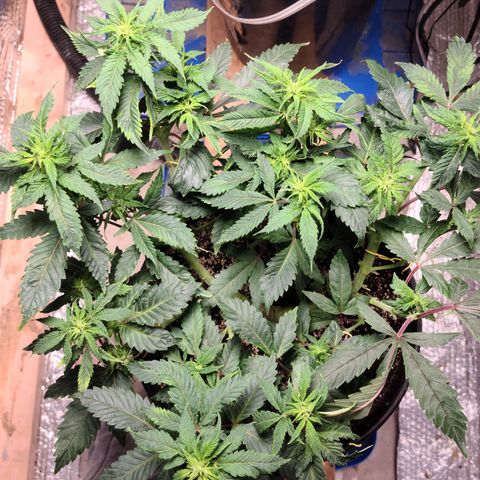 Hazy girl growlog timeline photo