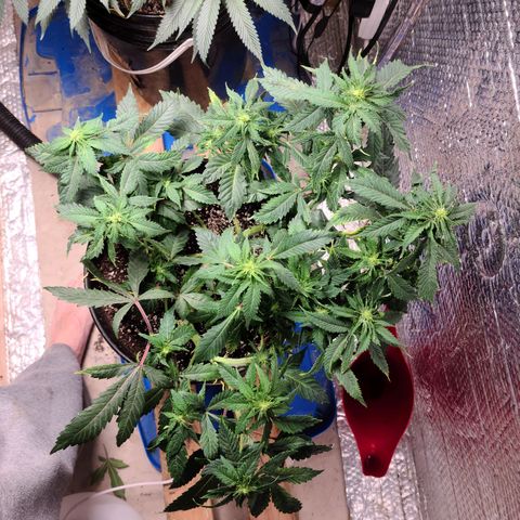 Hazy girl growlog timeline photo